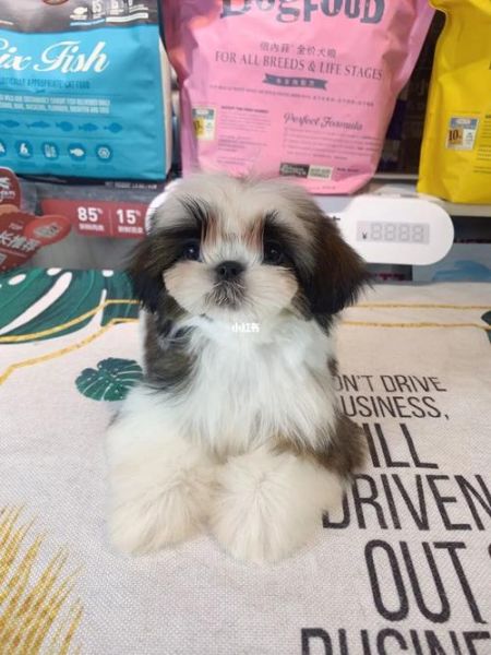 西施犬多少钱一只(价格会更高吗)