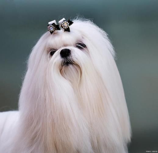 西施犬好养吗(它会很粘人吗)