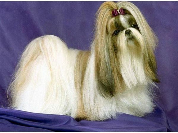 西施犬好养吗(它会很粘人吗)