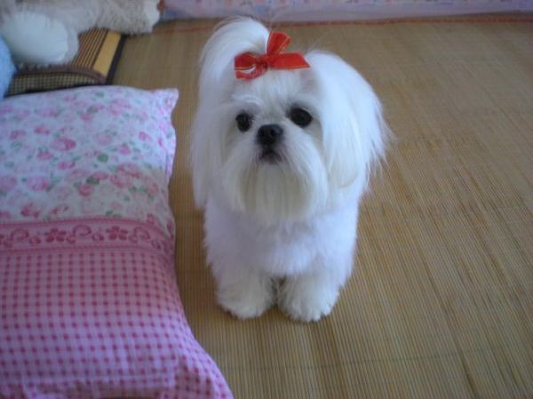 西施犬寿命(10年以上算不算长寿)