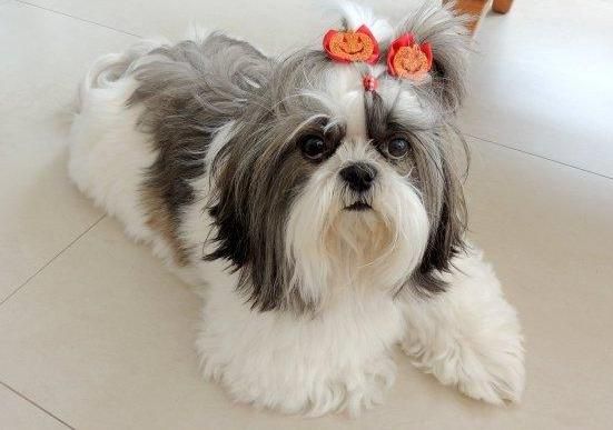 西施犬寿命(10年以上算不算长寿)