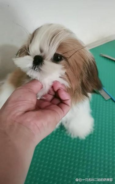 西施犬造型(快来学习一下)