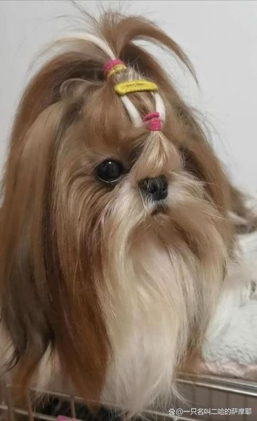 西施犬造型(快来学习一下)