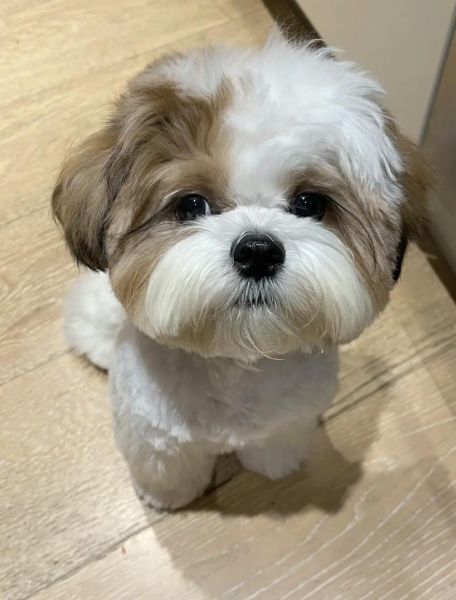 西施狗(它可以当导盲犬吗)