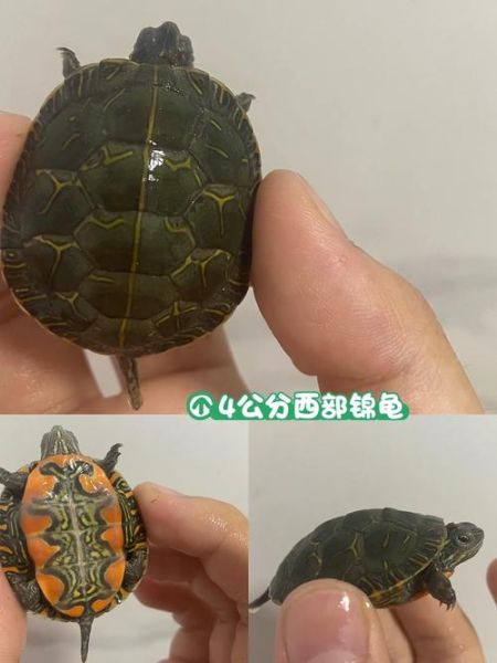 西部锦龟(它和东部锦龟有什么区别)