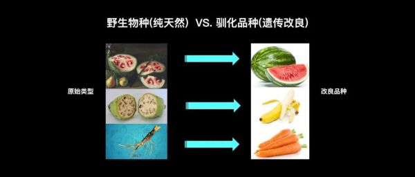 西里汉梗( 它们真的能驯化人类吗)