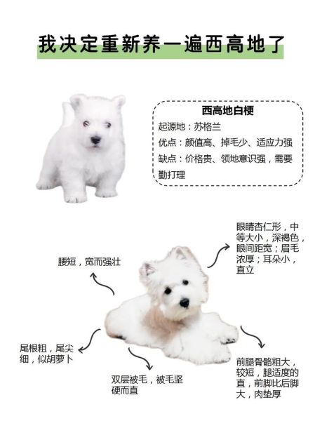 西高地犬多少钱一只(真的不靠谱吗)