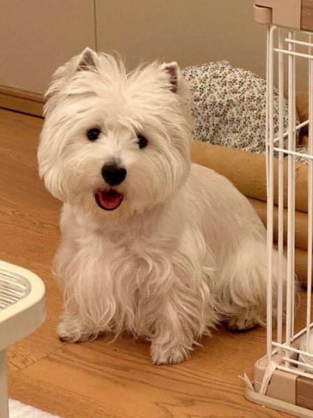 西高地犬多少钱一只(真的不靠谱吗)