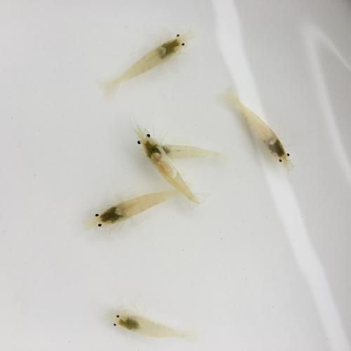 观赏虾(究竟值不值得入手)