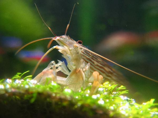 观赏虾(究竟值不值得入手)