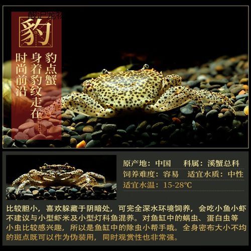 观赏蟹种类(恶魔蟹和辣椒蟹有什么区别)