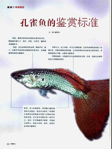 观赏鱼(孔雀鱼真的很难养吗)