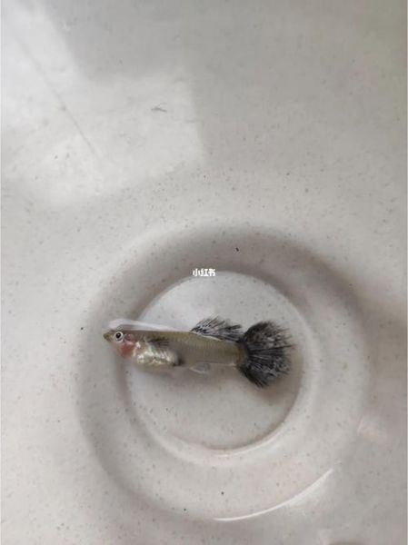 观赏鱼(孔雀鱼真的很难养吗)