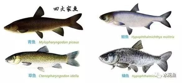 观赏鱼之家(养鱼新手入门指南都在这)