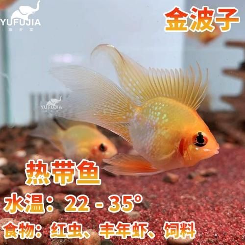 观赏鱼之家论坛(新手如何快速上手)