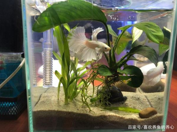 观赏鱼养殖(鱼缸里该放什么)