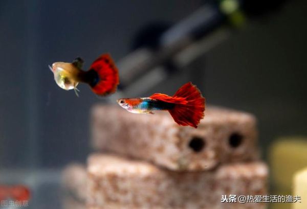 观赏鱼图片(哪种鱼最适合你的鱼缸)