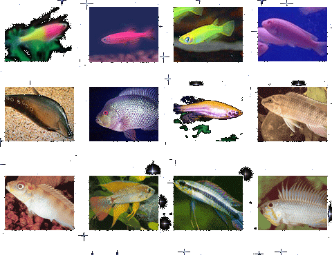 观赏鱼图片及名称(它们的名字是什么)