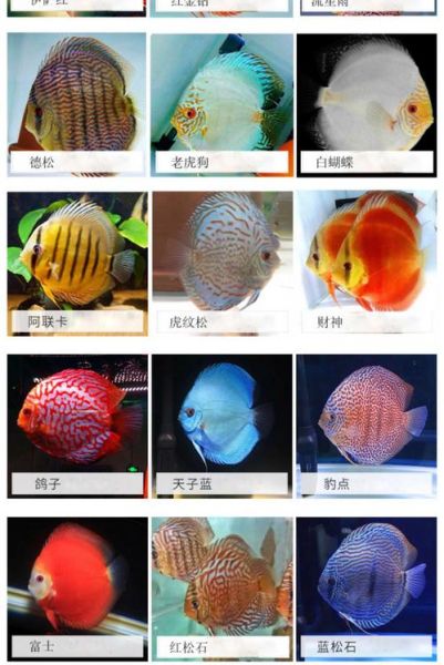 观赏鱼图片及名称(它们的名字是什么)