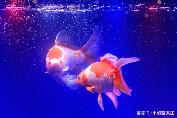 观赏鱼的图片(你最想养哪种鱼呢)