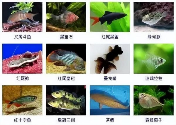 观赏鱼的种类(淡水鱼和海水鱼哪个更适合你)