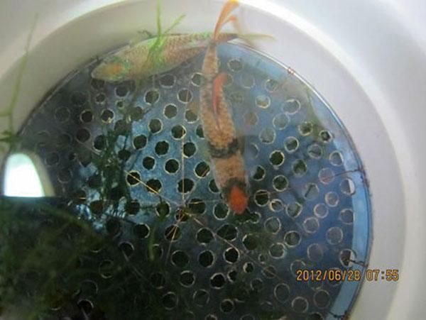 观赏鱼繁殖(准备工作怎么做)