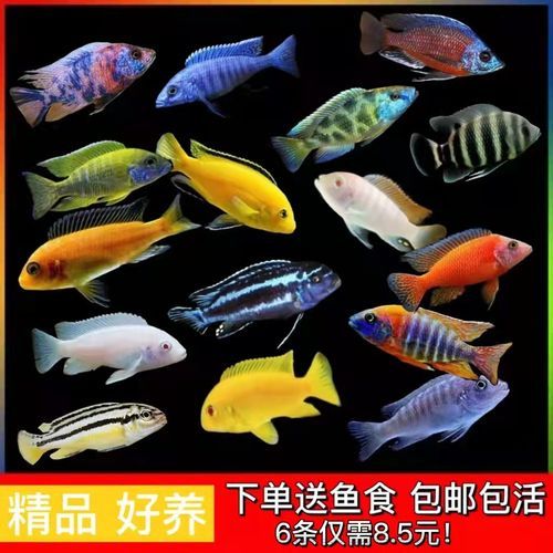 观赏鱼视频(开箱30条小型观赏鱼)