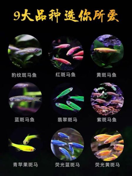 观赏鱼论坛(哪个论坛最适合新手)