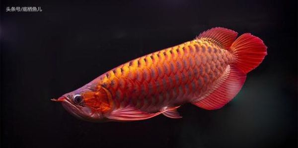 观赏鱼龙鱼(龙鱼的性格真的像传说中那样凶猛吗)