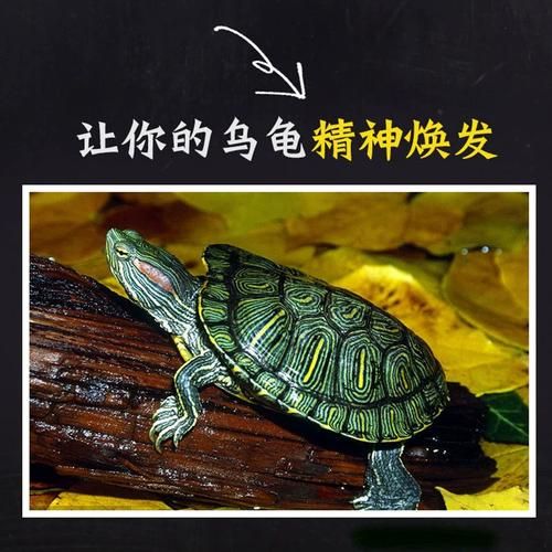 观赏龟吃什么( 除了龟粮还有啥)