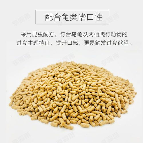 观赏龟吃什么( 除了龟粮还有啥)