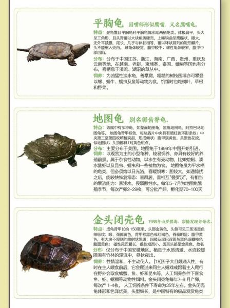 观赏龟的饲养与鉴赏(养龟要注意什么)