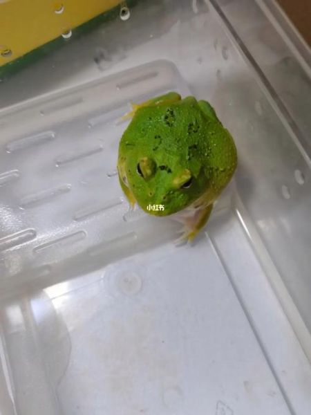 角蛙价格(它到底要花多少钱)