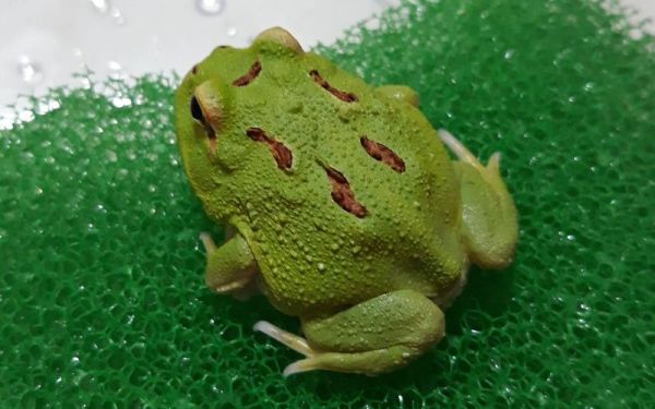 角蛙吃什么(哪些食物不能吃)