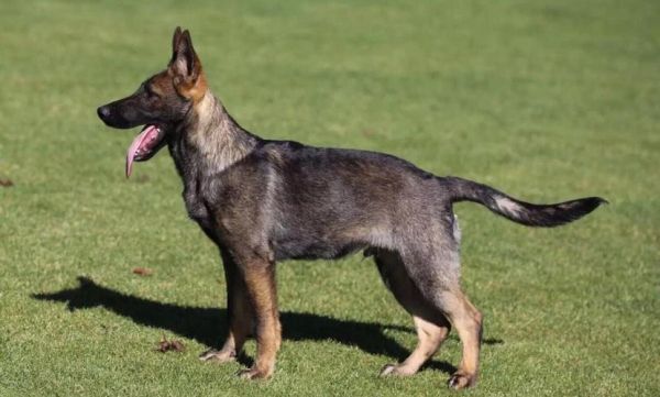 警犬品种(它们真的像电影里那样厉害吗)