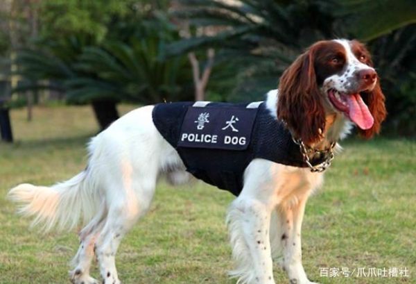 警犬品种(它们真的像电影里那样厉害吗)