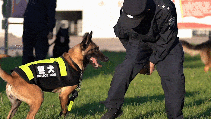 警犬训练(默契度是怎么培养的)