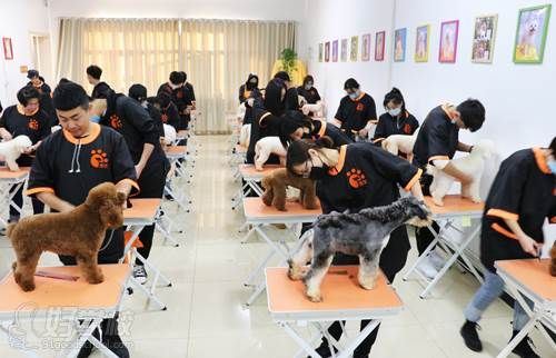 训犬培训班(训犬培训班是唯一的选择吗)