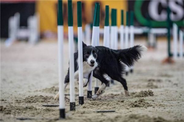 训犬培训班(训犬培训班是唯一的选择吗)