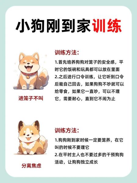 训犬教程( 原来教狗狗就这么简单)