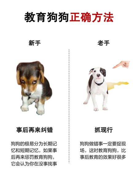 训狗教程(建立良好互动)