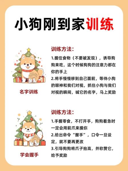 训狗教程(建立良好互动)