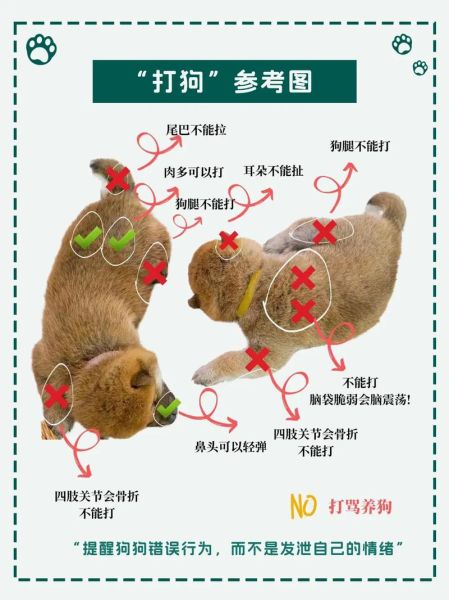 训狗方法( 狗狗训练需要注意哪些细节)