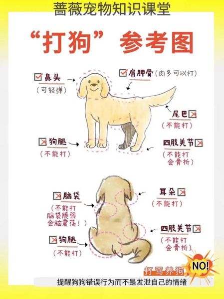 训狗方法( 狗狗训练需要注意哪些细节)