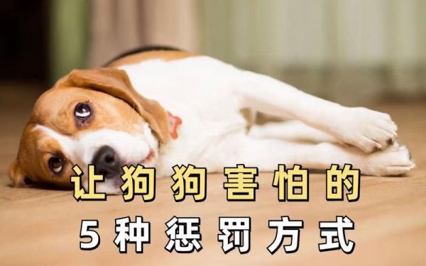 训练宠物狗(惩罚真的不可取吗)