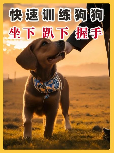 训练小狗(怎样才能让它学会握手)
