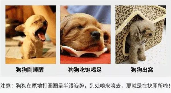 训练狗狗大小便(到底应该用什么方法)