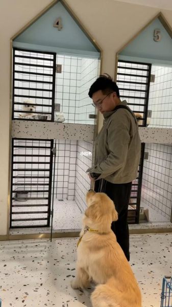 训练金毛(那怎样让它服从)