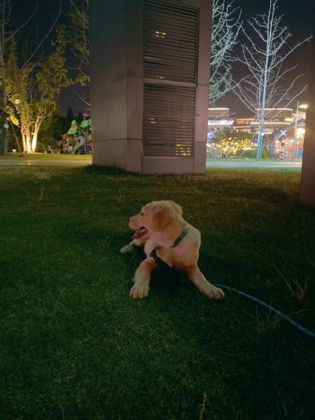 训练金毛犬( 训练金毛犬要注意哪些事项)