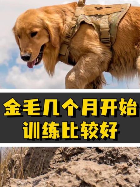 训练金毛犬( 训练金毛犬要注意哪些事项)